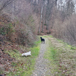 Liebesschlucht Zell Mosel
