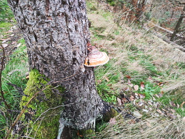 Rundwanderweg Liebesschlucht Zell Mosel