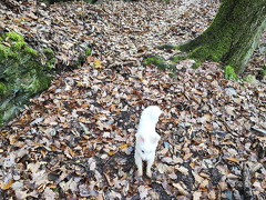 Rundwanderweg Liebesschlucht Zell Mosel