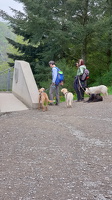 Geierlay Hängeseilbrücke