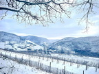 Die malerisch verschneiten Weinberge an der Mosel bei Zell.