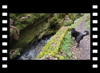 Wanderung durch die Liebesschlucht Zell an der Mosel