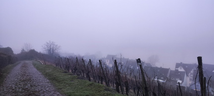 Ein schöner Spaziergang am Morgen durch die Weinberge von Zell