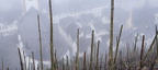 Morgens in den Weinbergren oberhalb von Zell  9 