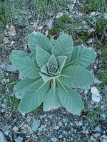 Nachtwanderung am 02.04.2024 zum Collisturm und zurück